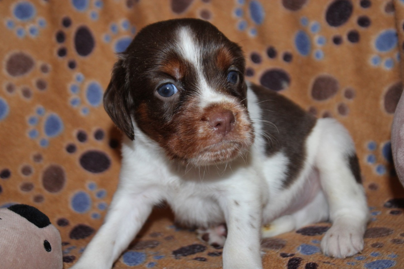 De La Vallée De La Py - Chiots disponibles - Epagneul Breton