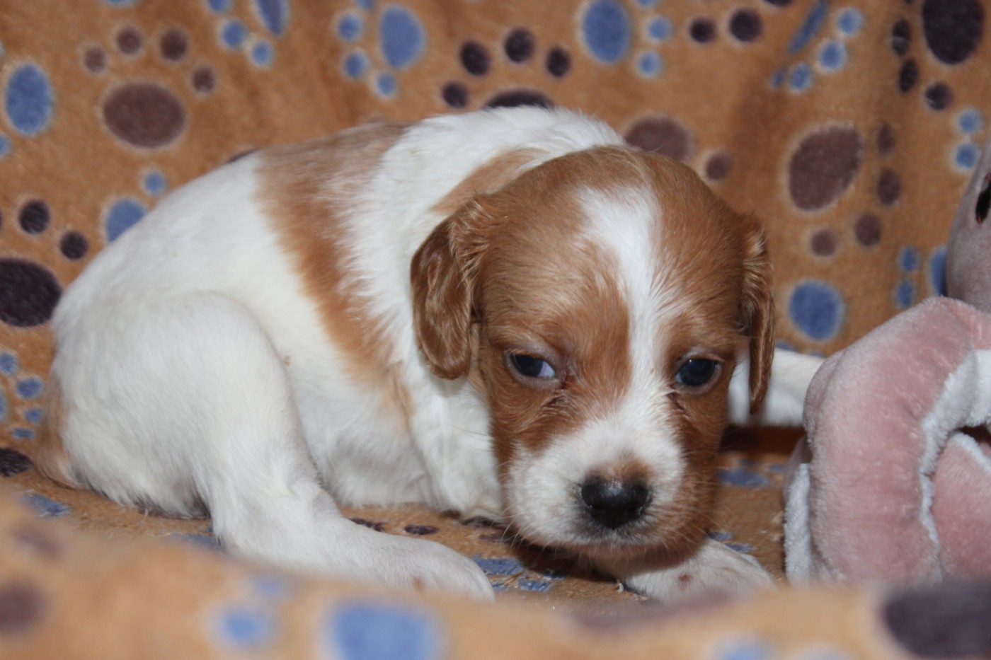 De La Vallée De La Py - Chiots disponibles - Epagneul Breton