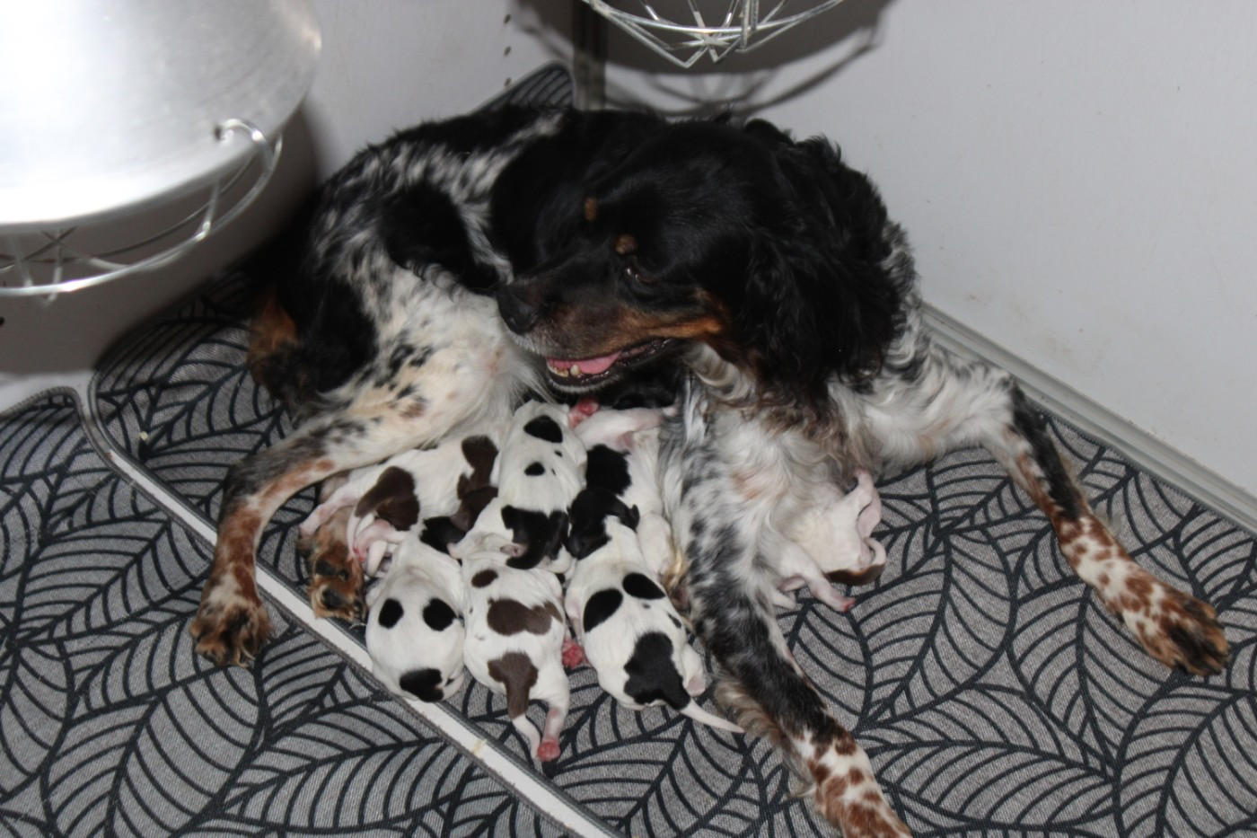 De La Vallée De La Py - Chiots disponibles - Epagneul Breton