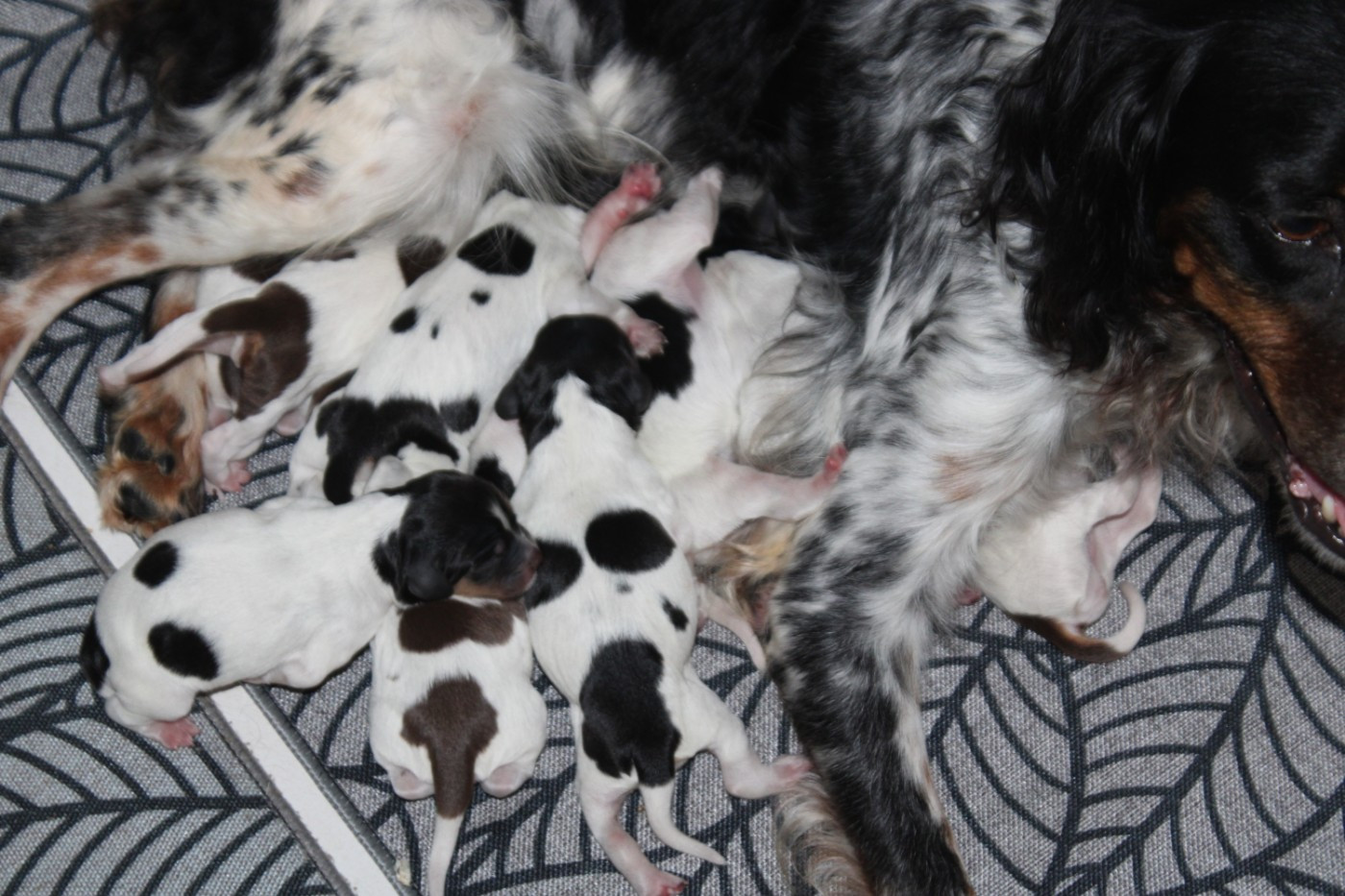 De La Vallée De La Py - Chiots disponibles - Epagneul Breton