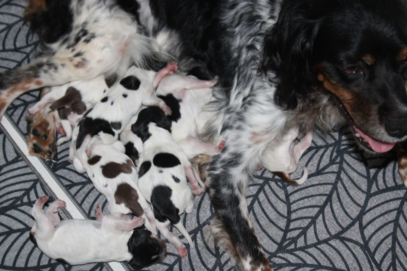 De La Vallée De La Py - Chiots disponibles - Epagneul Breton