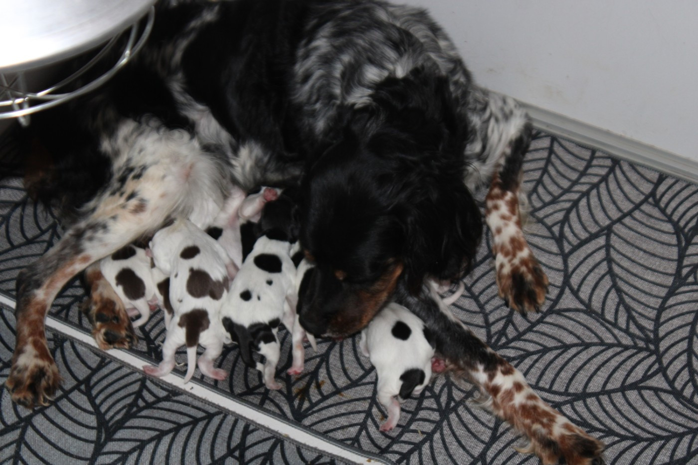 De La Vallée De La Py - Chiots disponibles - Epagneul Breton