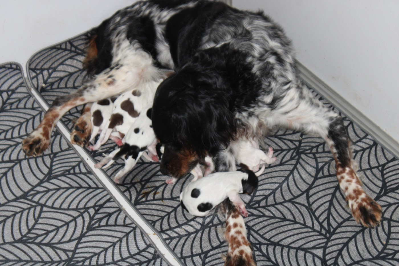 De La Vallée De La Py - Chiots disponibles - Epagneul Breton