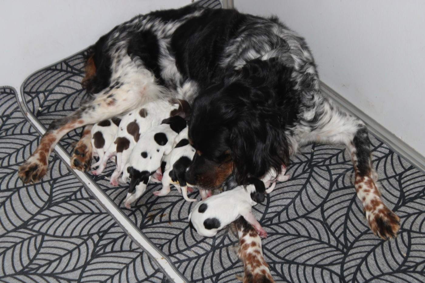 De La Vallée De La Py - Chiots disponibles - Epagneul Breton