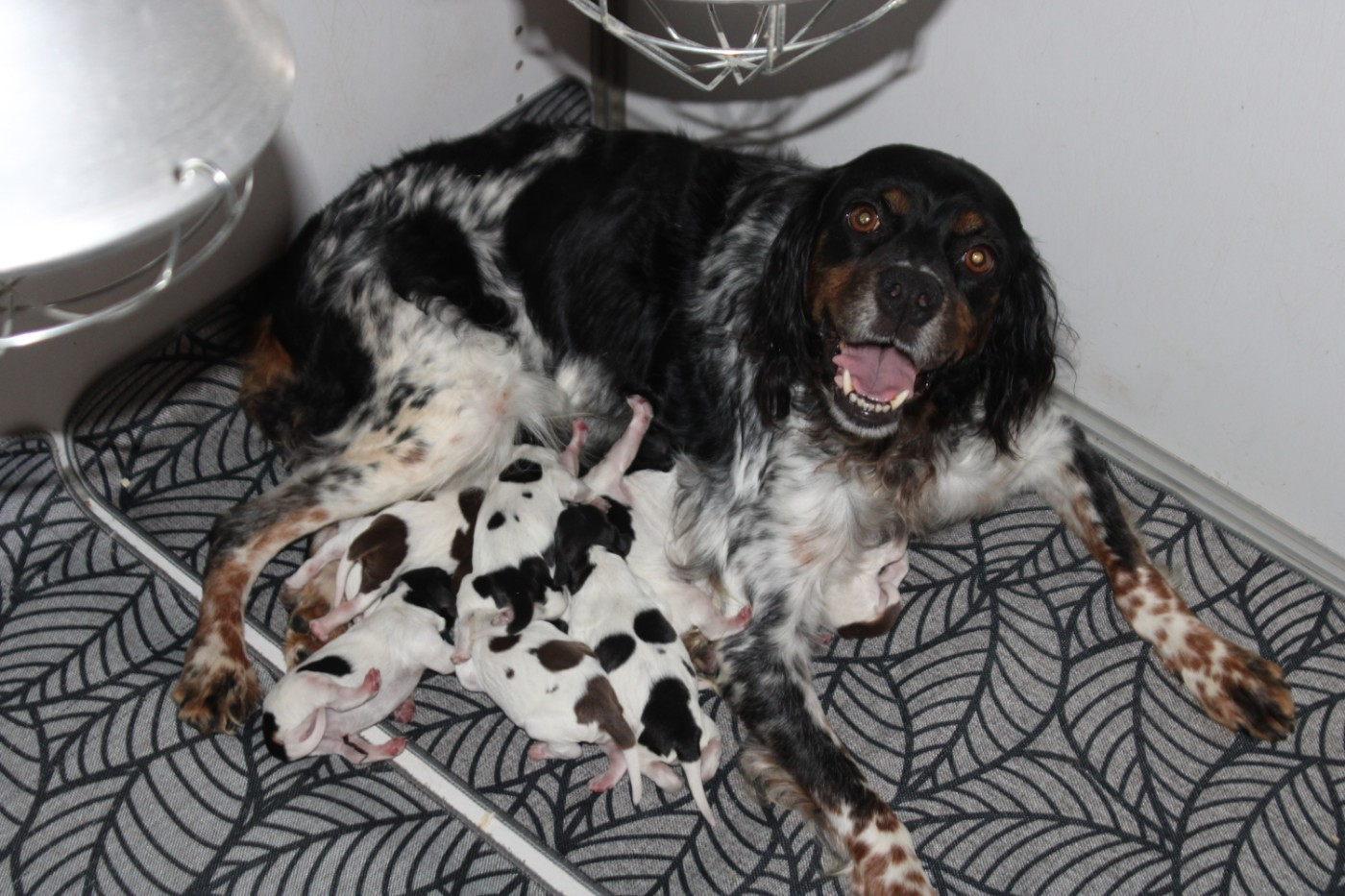 Chiot Epagneul Breton De La Vallée De La Py