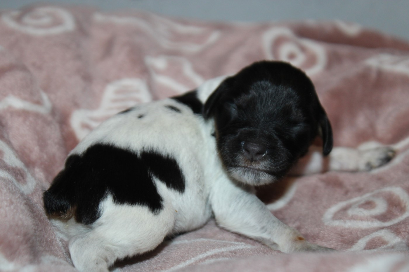 De La Vallée De La Py - Chiots disponibles - Epagneul Breton