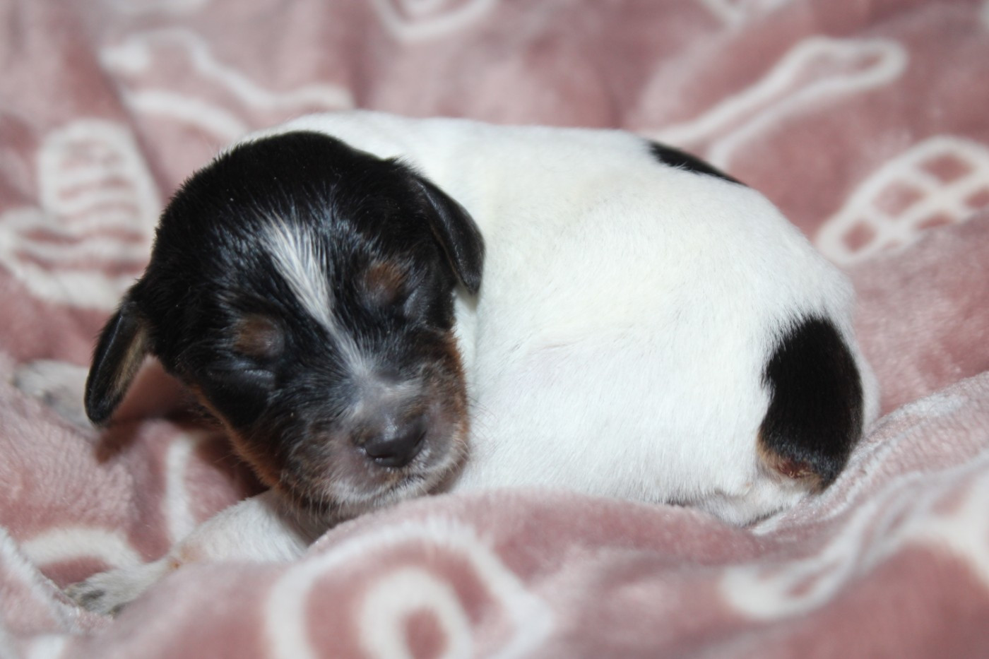 De La Vallée De La Py - Chiots disponibles - Epagneul Breton