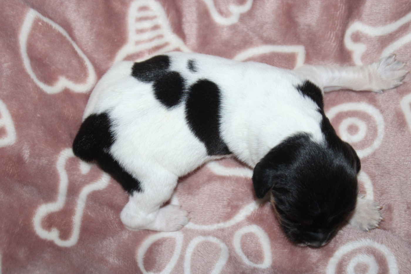 De La Vallée De La Py - Chiots disponibles - Epagneul Breton