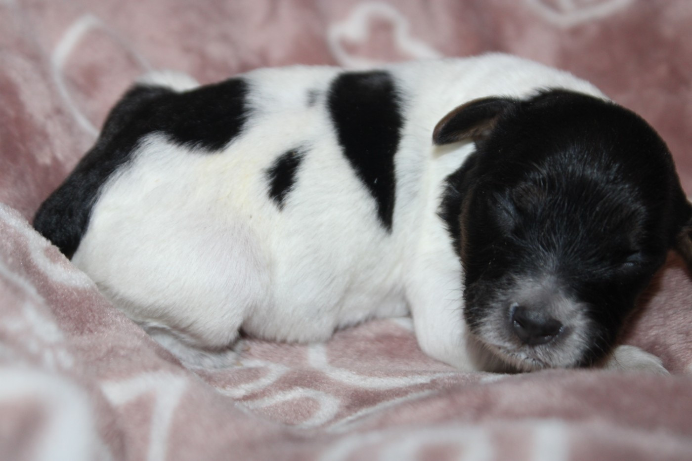 De La Vallée De La Py - Chiots disponibles - Epagneul Breton