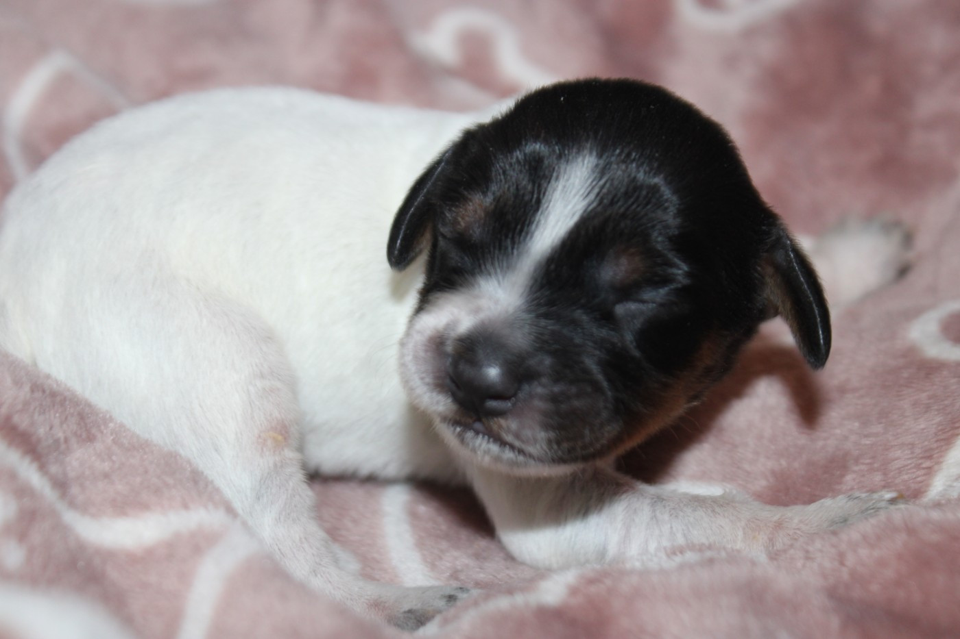 De La Vallée De La Py - Chiots disponibles - Epagneul Breton