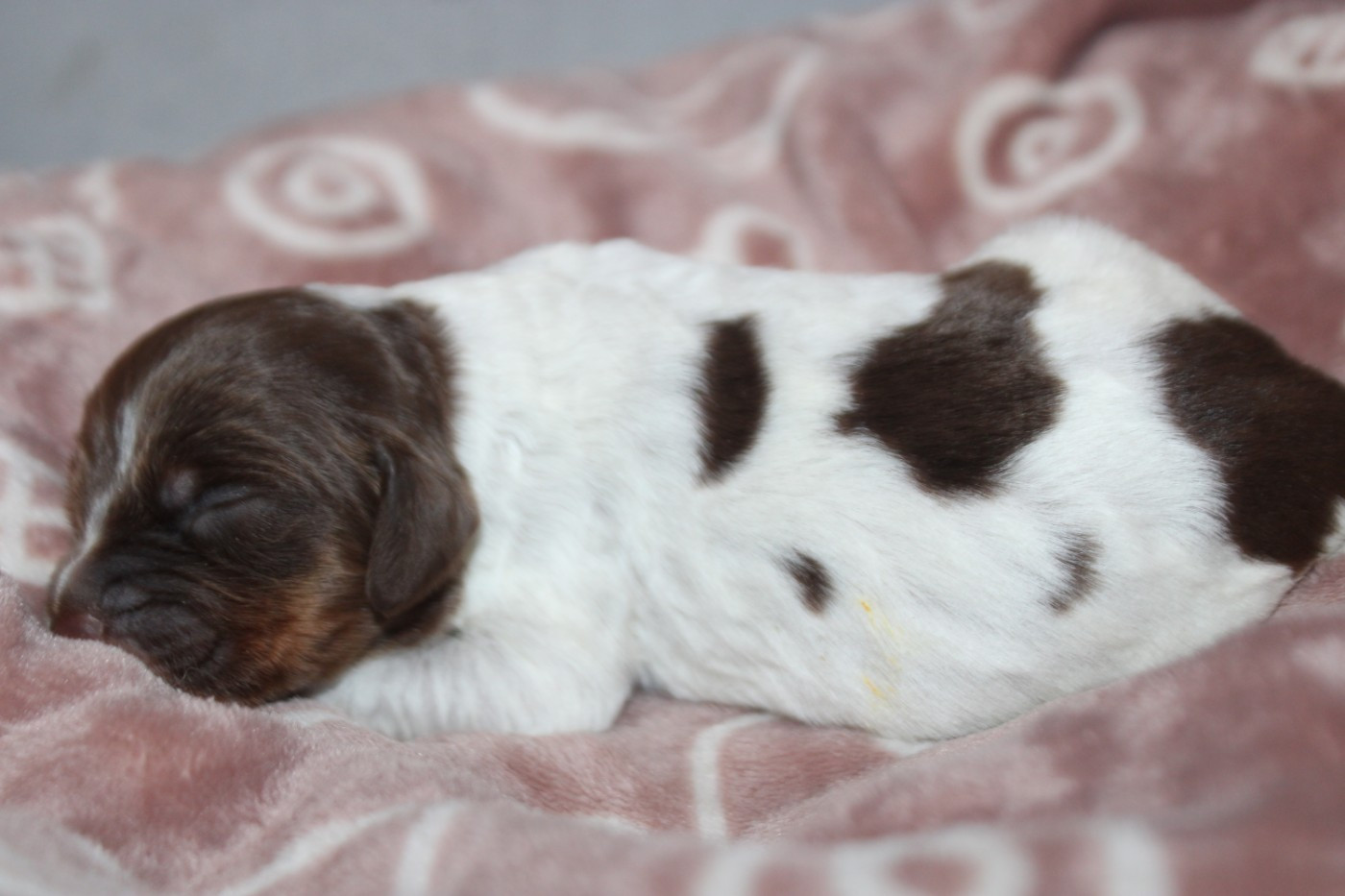 De La Vallée De La Py - Chiots disponibles - Epagneul Breton