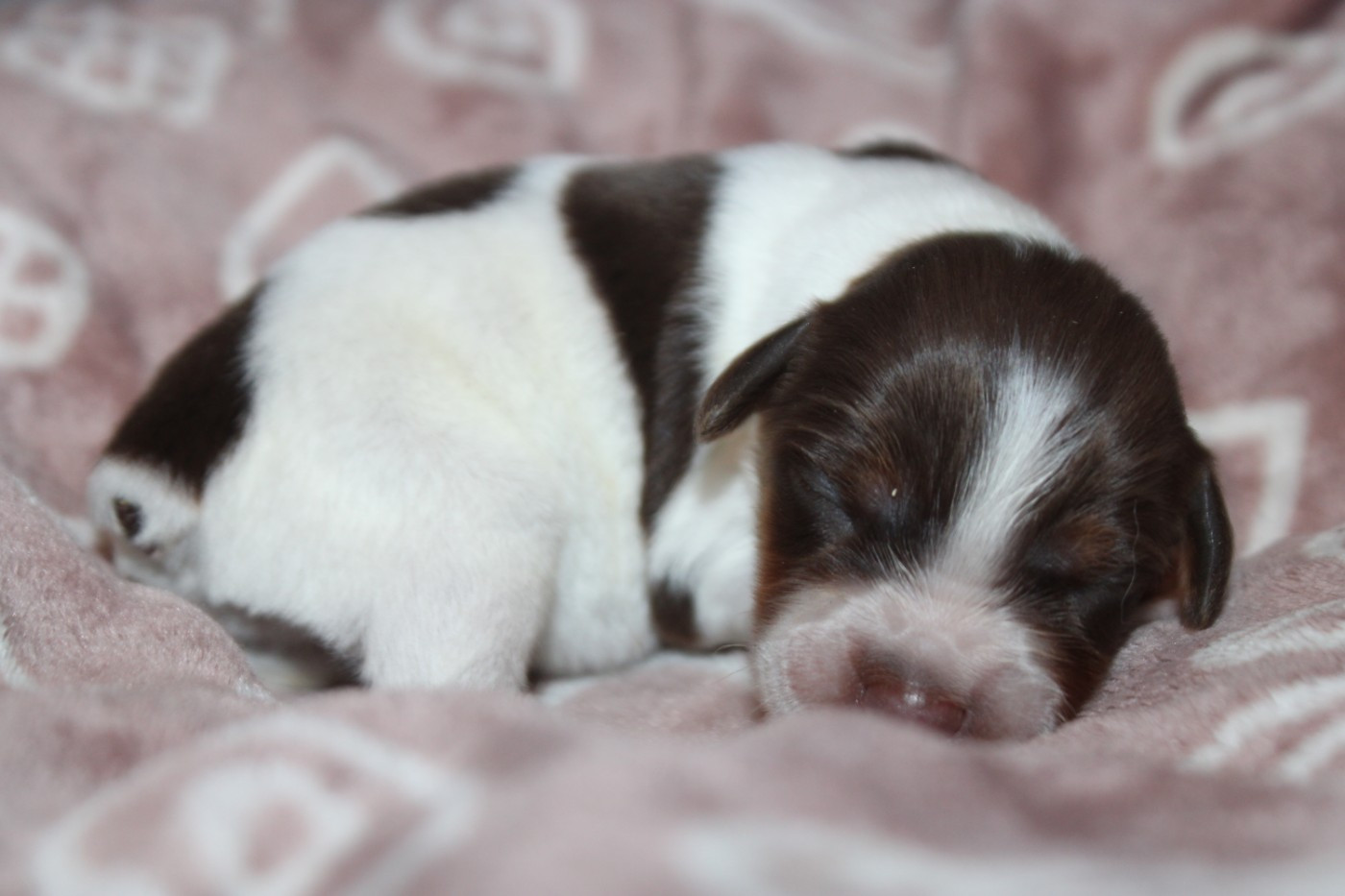 De La Vallée De La Py - Chiots disponibles - Epagneul Breton