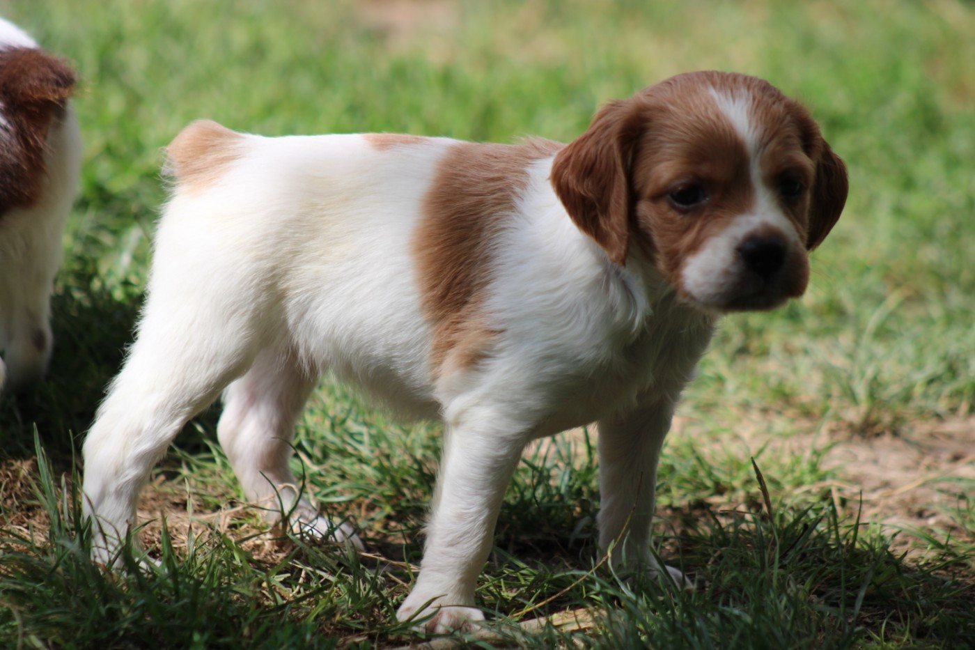 De La Vallée De La Py - Chiots disponibles - Epagneul Breton