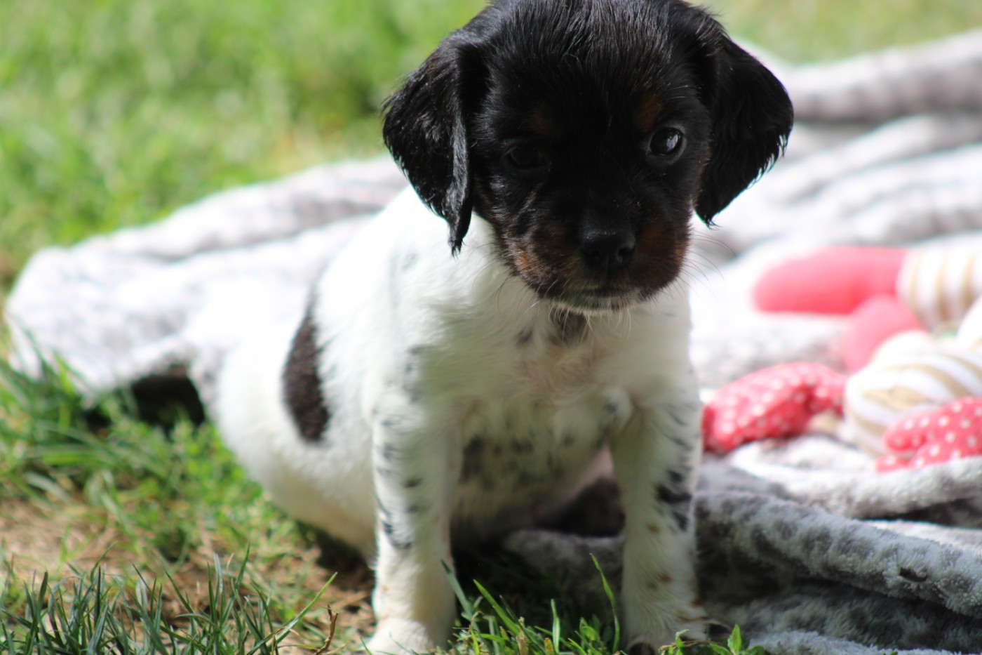 De La Vallée De La Py - Chiots disponibles - Epagneul Breton