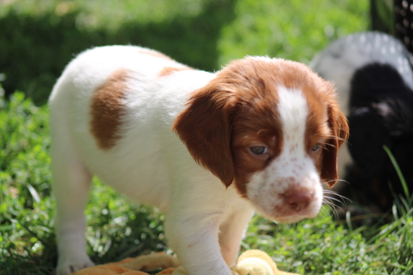 De La Vallée De La Py - Chiots disponibles - Epagneul Breton