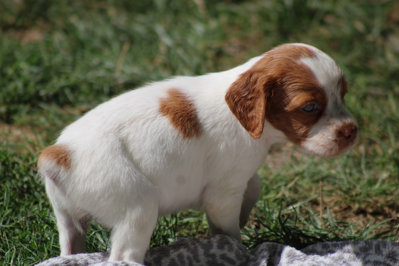 De La Vallée De La Py - Chiots disponibles - Epagneul Breton