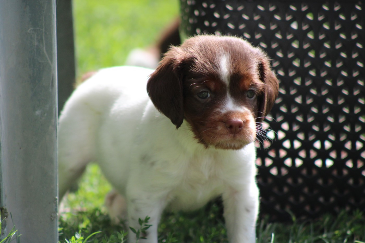 De La Vallée De La Py - Chiots disponibles - Epagneul Breton