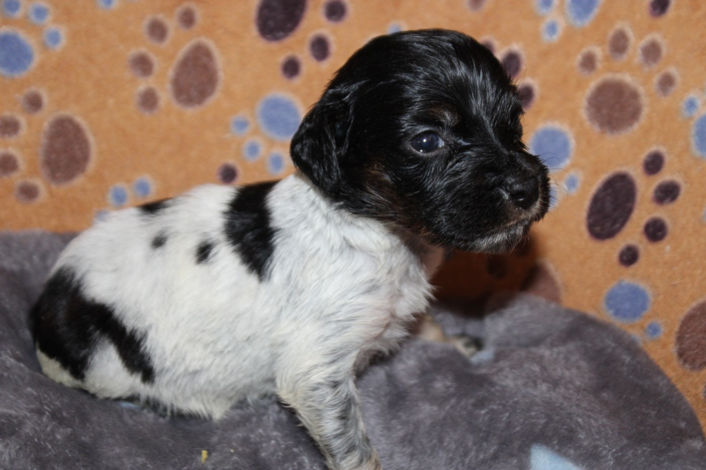 De La Vallée De La Py - Chiots disponibles - Epagneul Breton