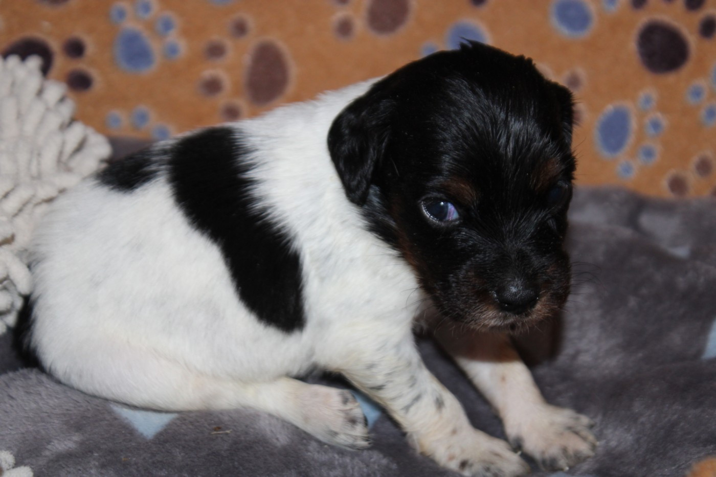 De La Vallée De La Py - Chiots disponibles - Epagneul Breton