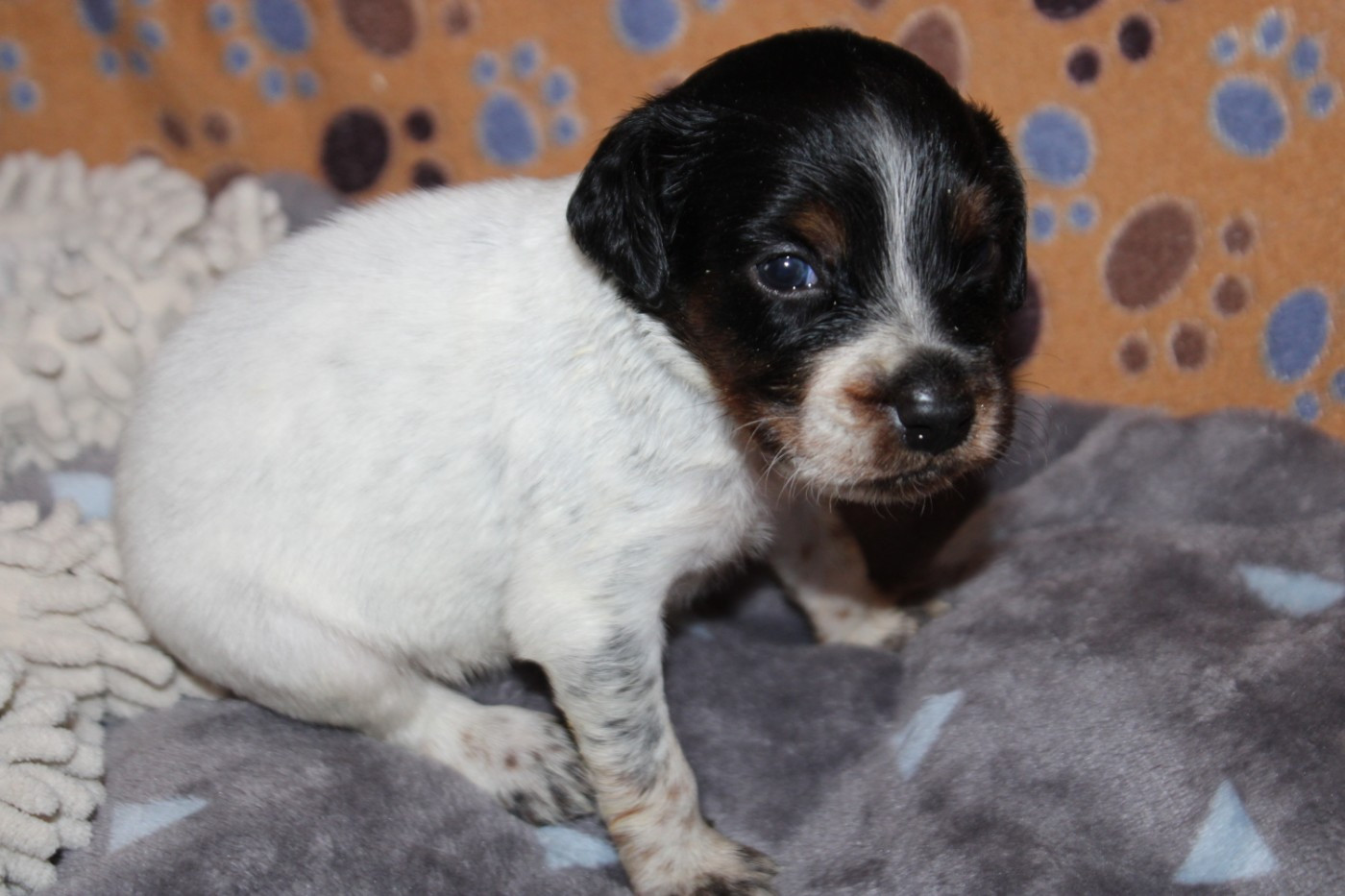 De La Vallée De La Py - Chiots disponibles - Epagneul Breton
