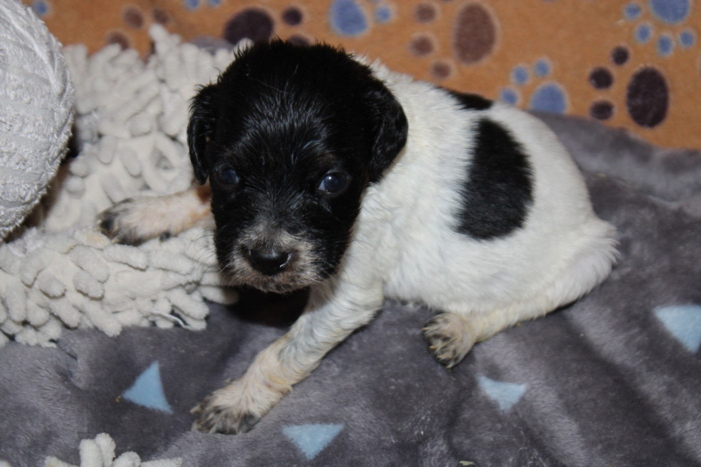 De La Vallée De La Py - Chiots disponibles - Epagneul Breton