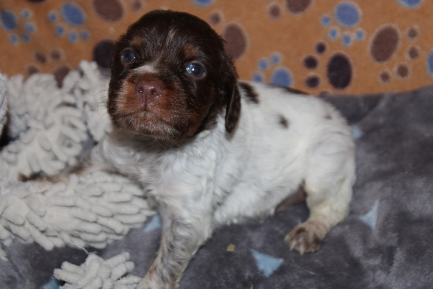 De La Vallée De La Py - Chiots disponibles - Epagneul Breton