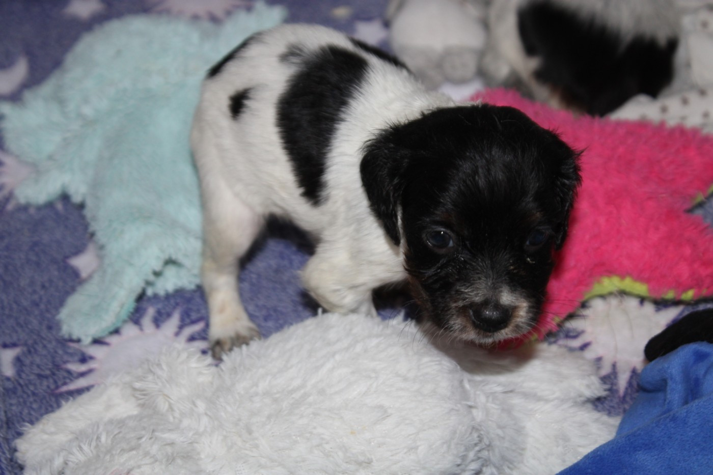 De La Vallée De La Py - Chiots disponibles - Epagneul Breton