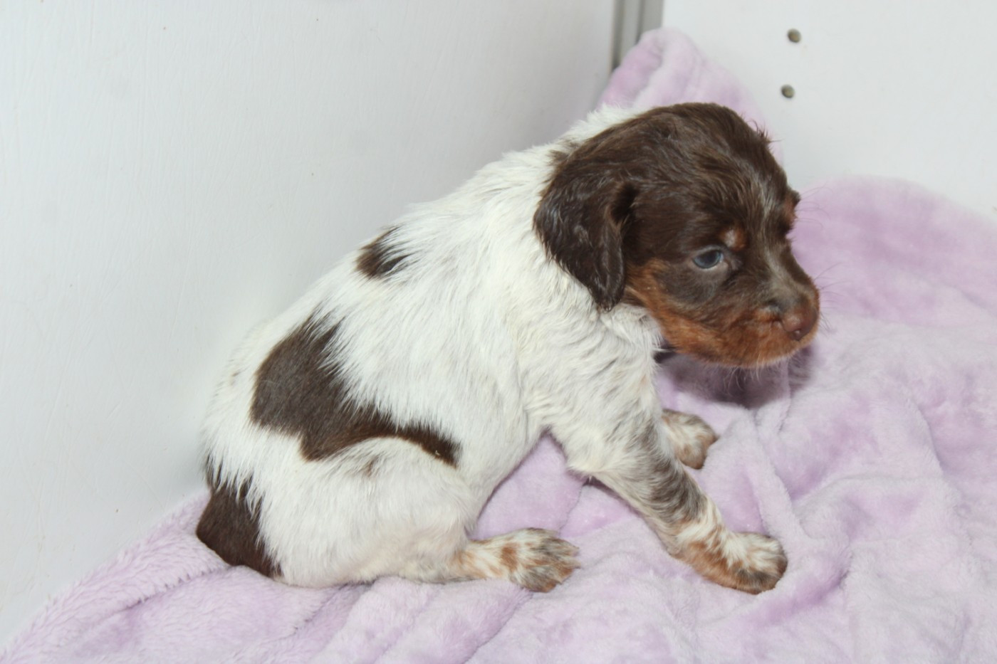 De La Vallée De La Py - Chiots disponibles - Epagneul Breton