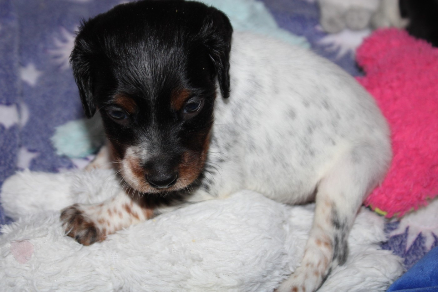 De La Vallée De La Py - Chiots disponibles - Epagneul Breton