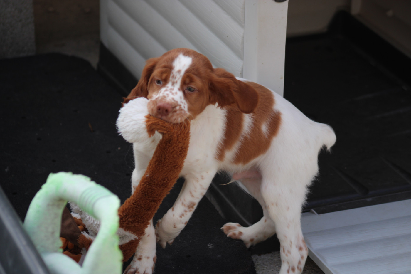 De La Vallée De La Py - Chiots disponibles - Epagneul Breton