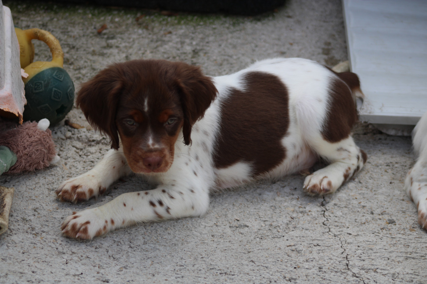 De La Vallée De La Py - Chiots disponibles - Epagneul Breton