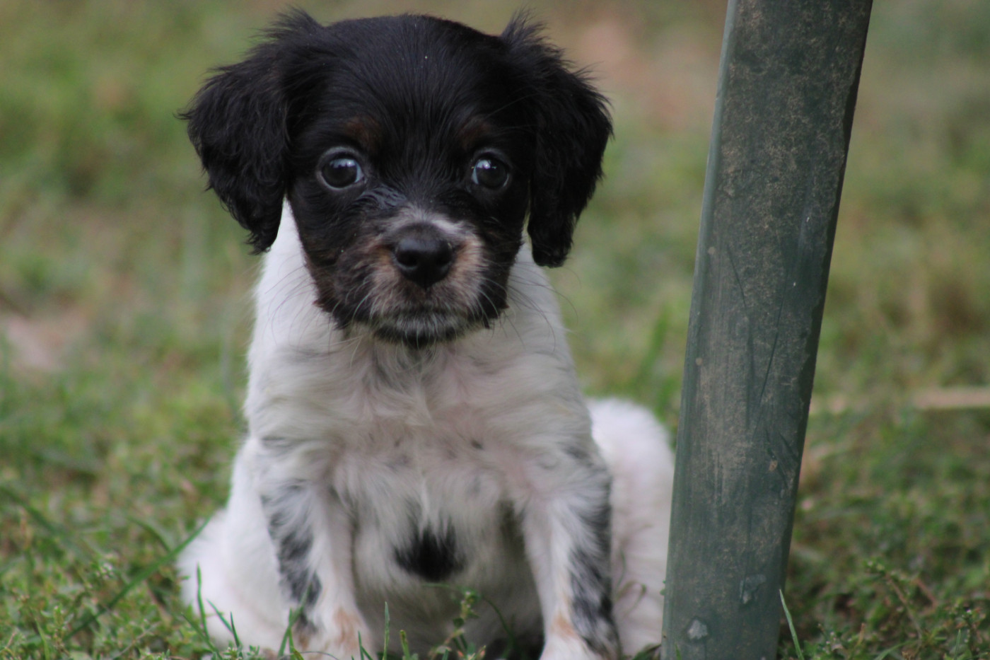 De La Vallée De La Py - Chiots disponibles - Epagneul Breton