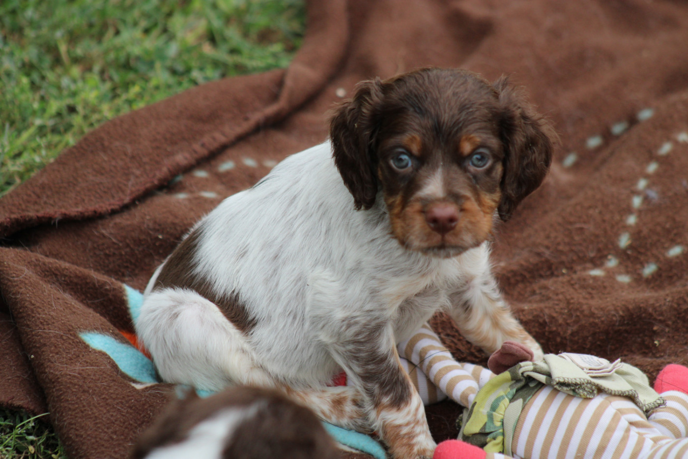 De La Vallée De La Py - Chiots disponibles - Epagneul Breton