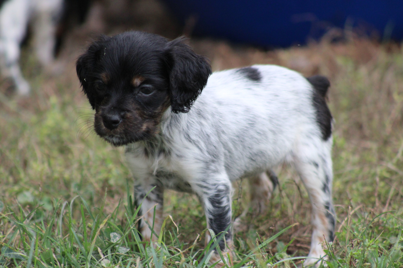 De La Vallée De La Py - Chiots disponibles - Epagneul Breton