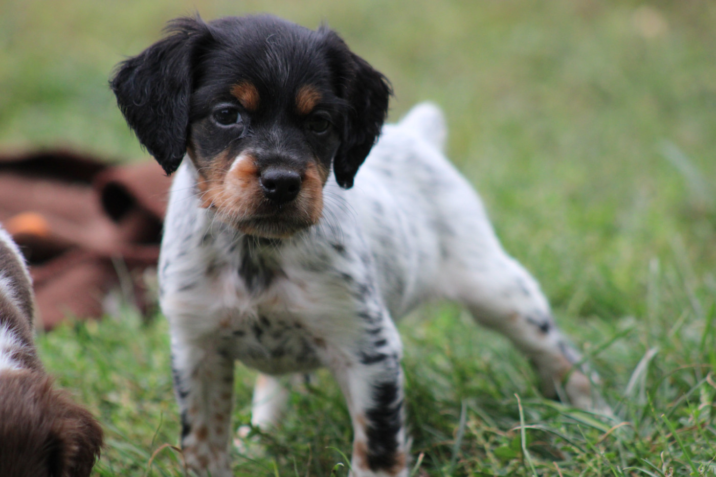 De La Vallée De La Py - Chiots disponibles - Epagneul Breton