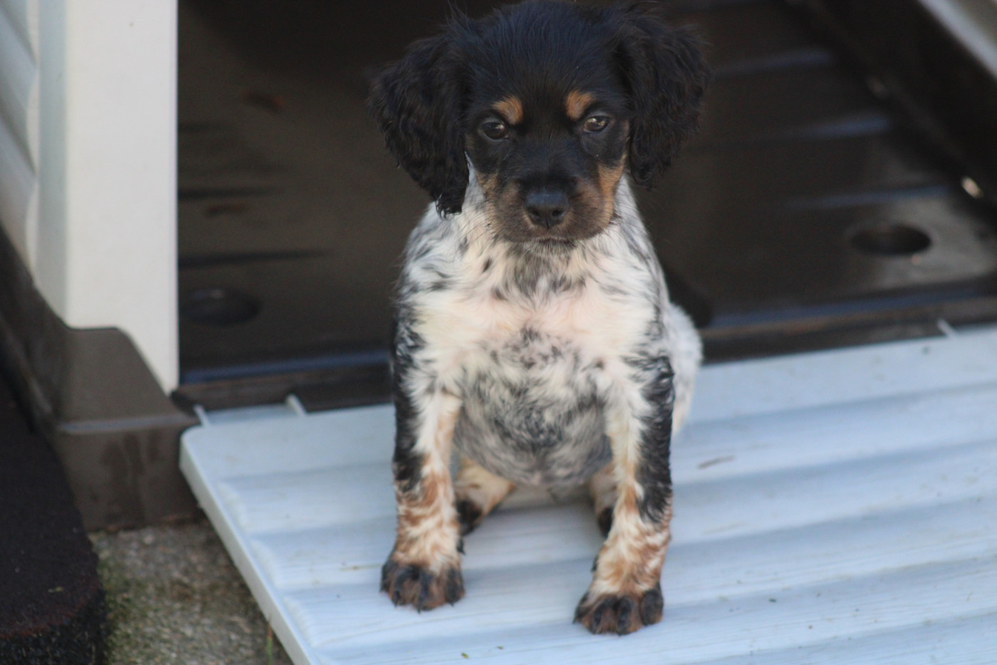De La Vallée De La Py - Chiots disponibles - Epagneul Breton
