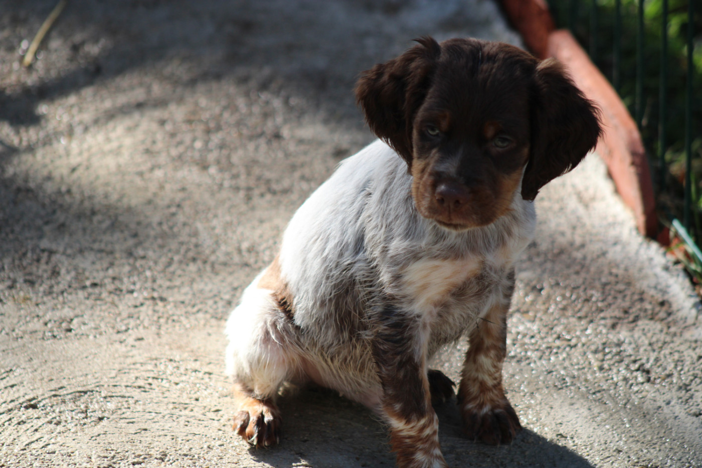 De La Vallée De La Py - Chiots disponibles - Epagneul Breton