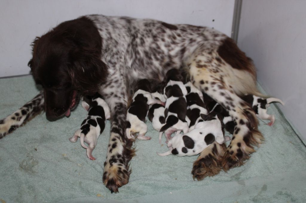 de la vallée de la Py - Chiots disponibles - Petit Epagneul de Münster
