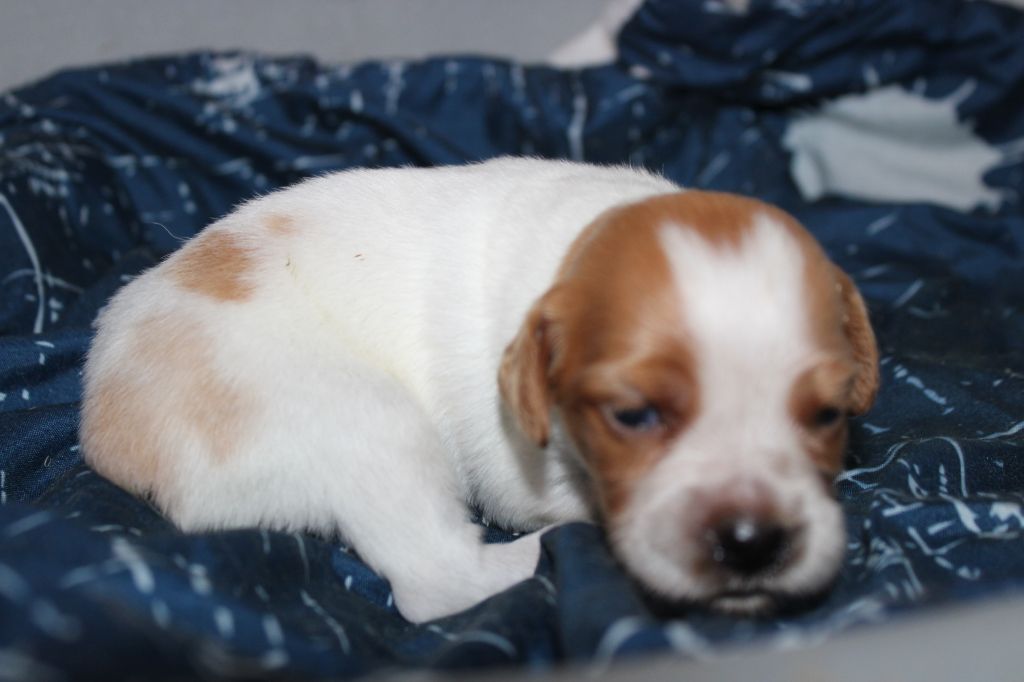 de la vallée de la Py - Chiots disponibles - Epagneul Breton