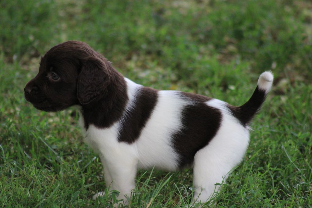 de la vallée de la Py - Chiots disponibles - Petit Epagneul de Münster