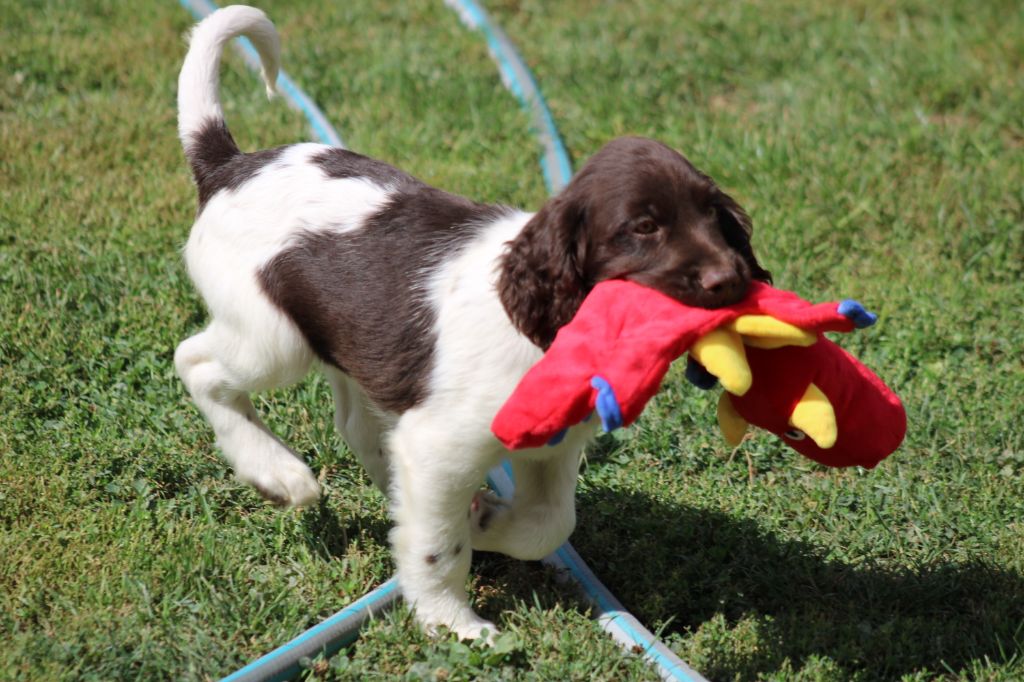 de la vallée de la Py - Chiots disponibles - Petit Epagneul de Münster