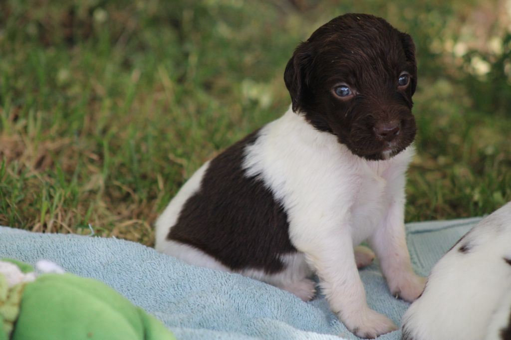 de la vallée de la Py - Chiots disponibles - Petit Epagneul de Münster