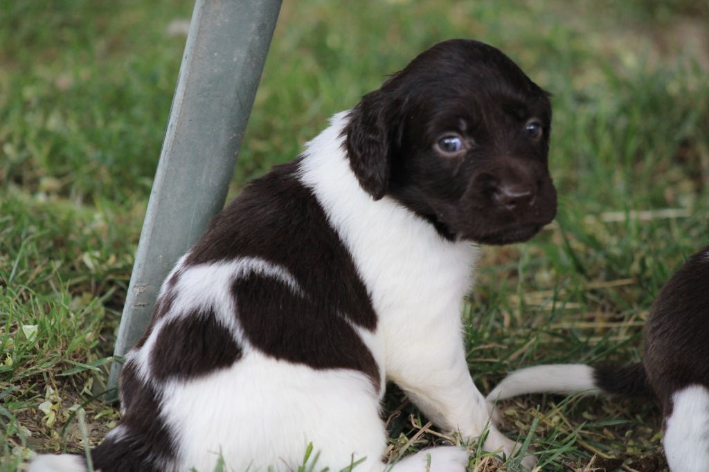 de la vallée de la Py - Chiots disponibles - Petit Epagneul de Münster