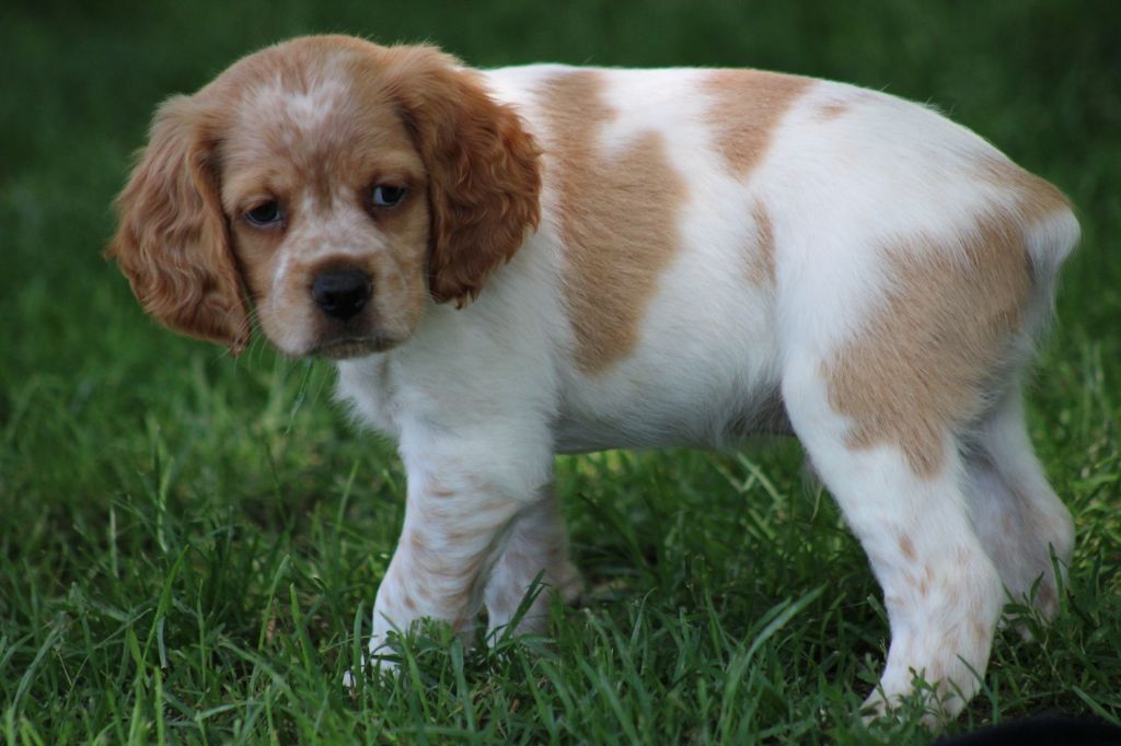 de la vallée de la Py - Chiots disponibles - Epagneul Breton