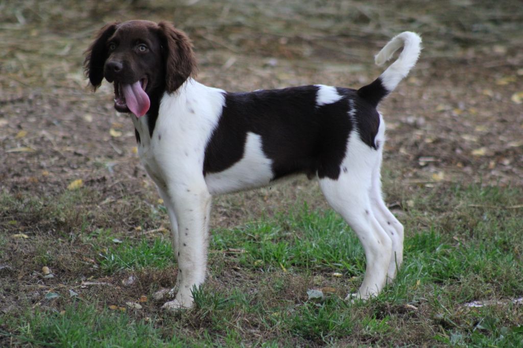 De La Vallée De La Py - Chiots disponibles - Petit Epagneul de Münster