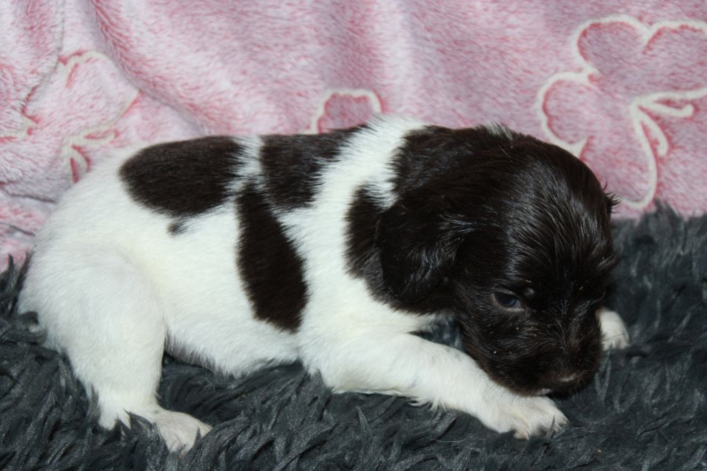 de la vallée de la Py - Chiots disponibles - Petit Epagneul de Münster