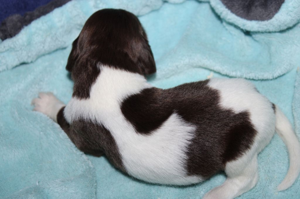 de la vallée de la Py - Chiots disponibles - Petit Epagneul de Münster