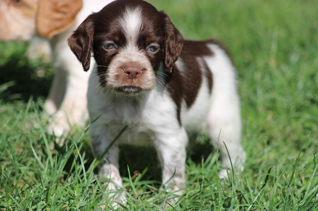 De La Vallée De La Py - Chiots disponibles - Epagneul Breton