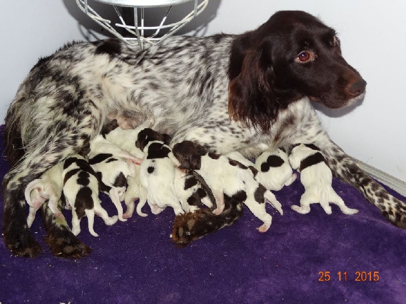 Chiot Petit Epagneul de Münster de la vallée de la Py