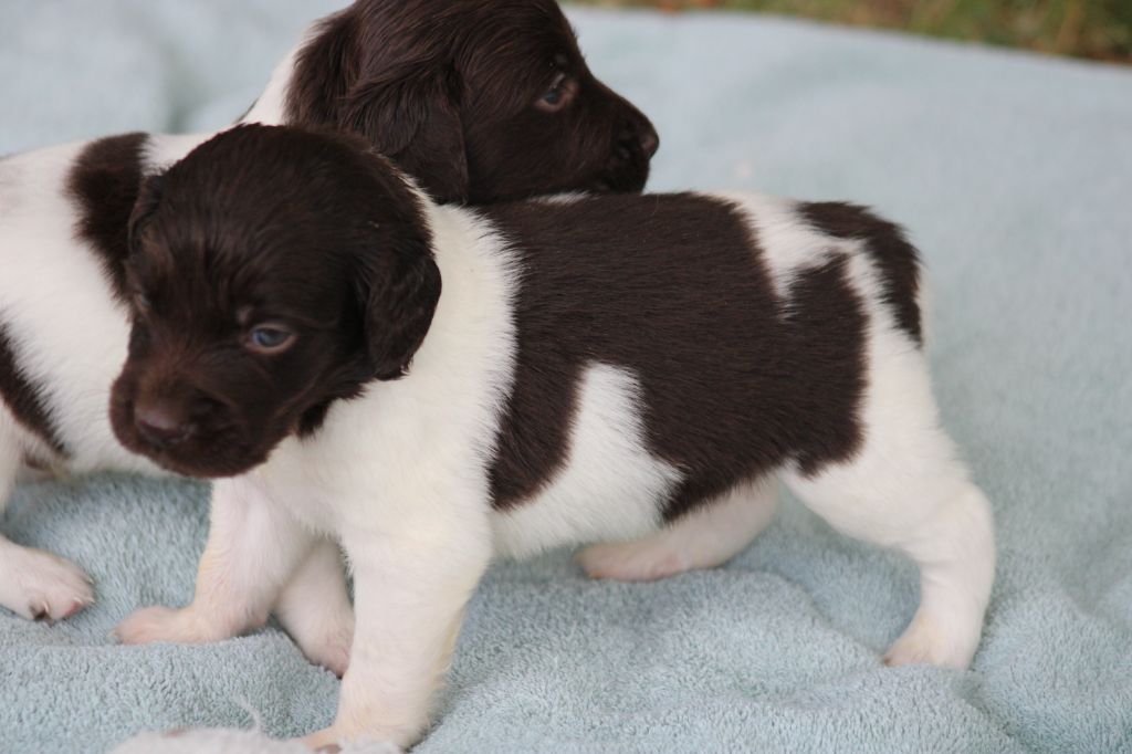 de la vallée de la Py - Chiots disponibles - Petit Epagneul de Münster